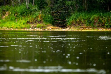 Nehir kıyısında orman ile manzara.