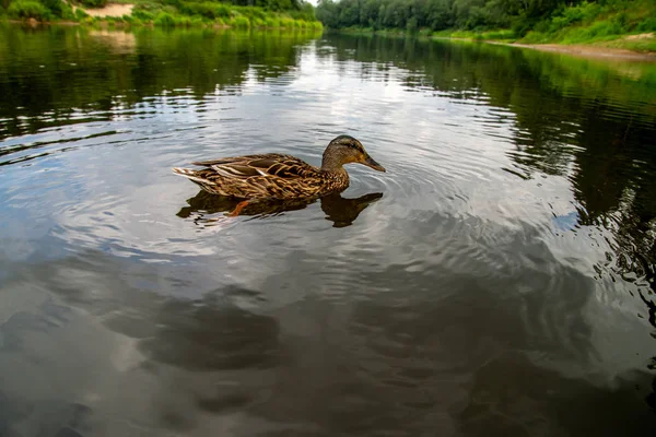 Kachna, koupání v řece v Lotyšsku — Stock fotografie