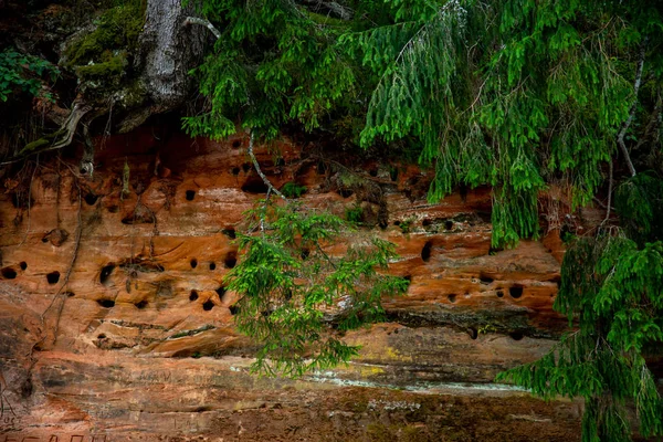 붉은 사암 절벽과 강 근처 나무. — 스톡 사진