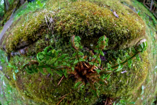 Крупный план папоротников в лесу, покрытом мхом — стоковое фото