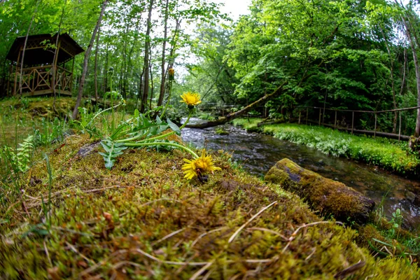 Dandelii na pobřeží Lesní řeky — Stock fotografie