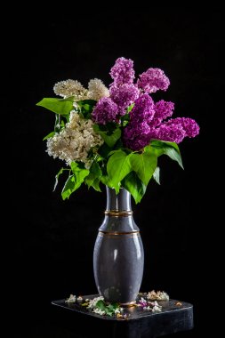 Siyah arka planda vazo Lila