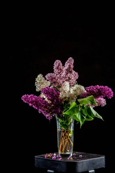 黒の背景に花瓶のライラック — ストック写真