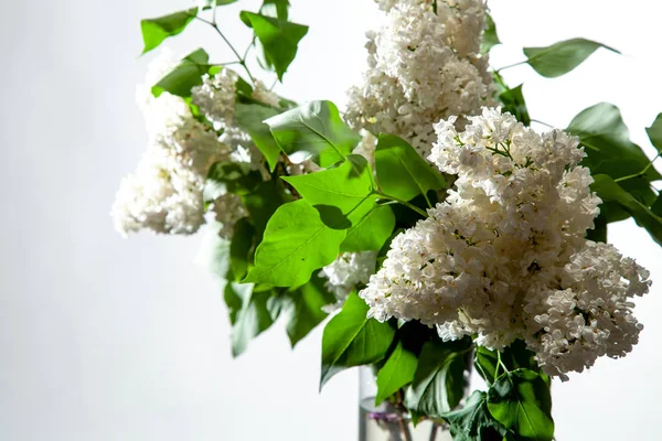 Lilac in vase on the white background