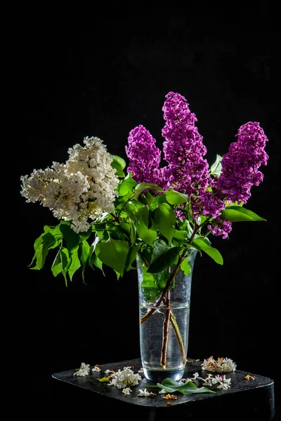 Lilac v váze na černém pozadí — Stock fotografie