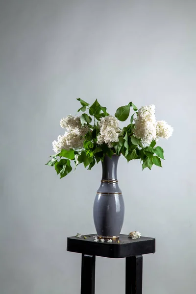 Lilla in vaso sullo sfondo grigio — Foto Stock