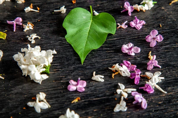 Fiori e foglie di lilla caduti sul tavolo — Foto Stock