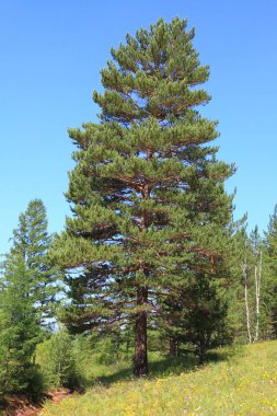 bir glade büyük çam. Sibirya