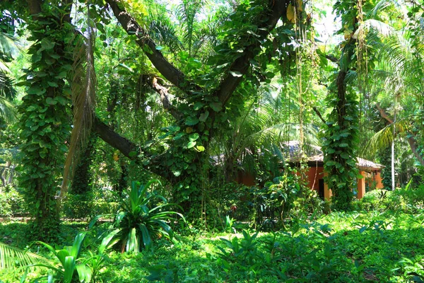 Hus i tropisk skog Royaltyfria Stockbilder