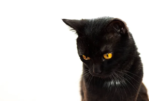 Černá Kočka Portrét Izolovaných Bílém Pozadí Kopií Prostor — Stock fotografie