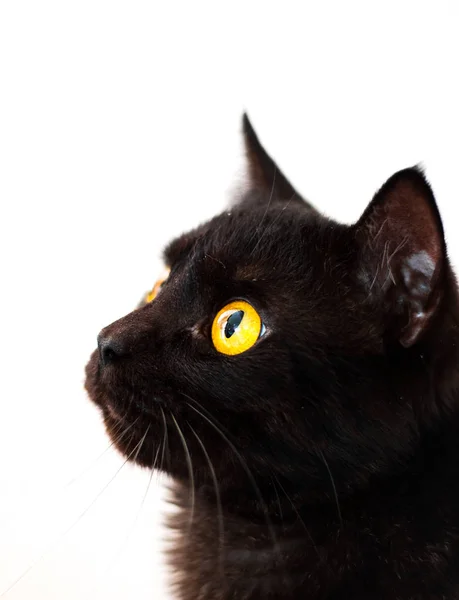 Retrato Preto Gato Isolado Fundo Branco Com Espaço Cópia — Fotografia de Stock