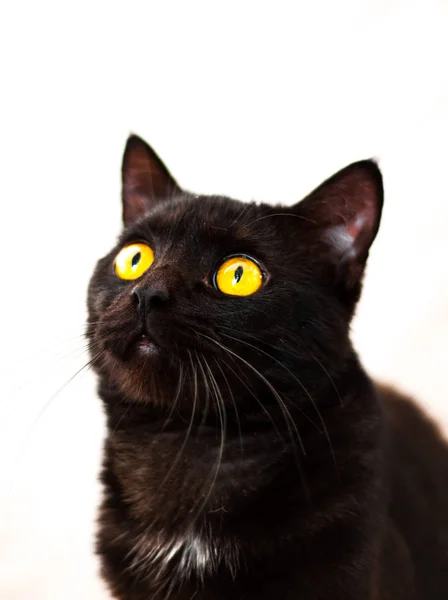 Retrato Gato Negro Aislado Sobre Fondo Blanco Con Espacio Copia — Foto de Stock