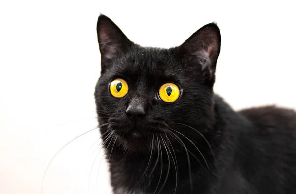 Schwarze Katze Porträt Isoliert Auf Weißem Hintergrund Mit Kopierraum — Stockfoto