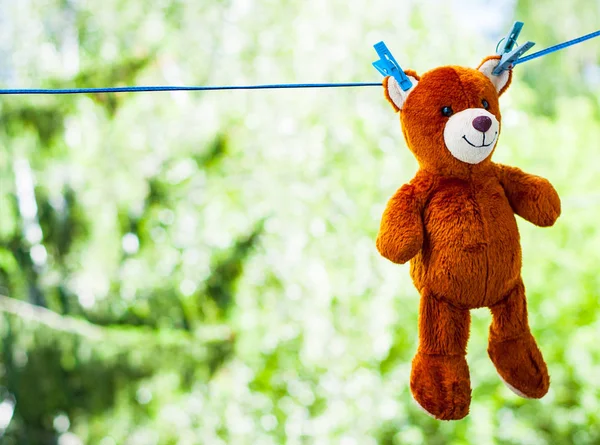 toy bear hanging on rope by clothes pin with blurred green nature background. with copy space.