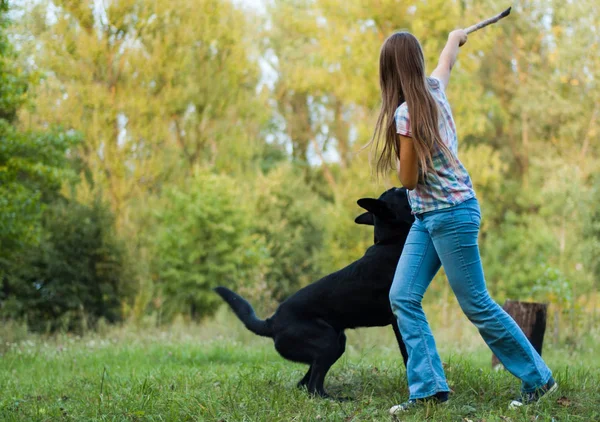 Mladá Dospívající Dívka Hrát Pastevecký Pes Parku Venkovní — Stock fotografie