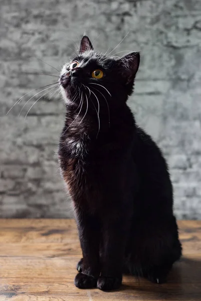 Retrato Gato Preto Estúdio Chão Madeira Fundo Parede Cinza — Fotografia de Stock