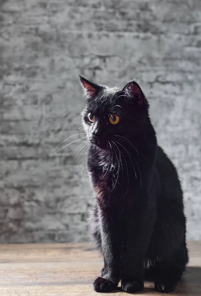 Porträt Einer Schwarzen Katze Atelier Auf Holzboden Auf Grauem Wandhintergrund — Stockfoto
