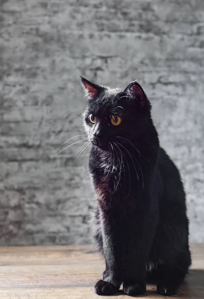 Retrato Gato Negro Estudio Sobre Suelo Madera Sobre Fondo Pared — Foto de Stock