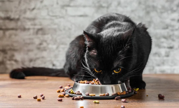 black cat eating Dry Colorful food in metal bowl on wooden floor on gray wall background