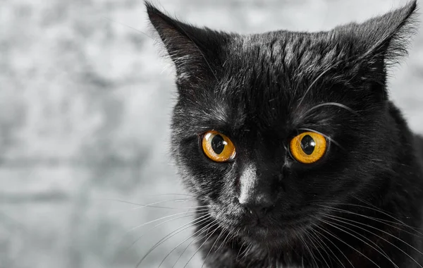 Retrato Gato Preto Estúdio Sobre Fundo Parede Cinza — Fotografia de Stock