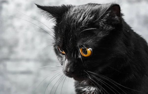 Portret Van Een Zwarte Kat Studio Grijze Muur Achtergrond — Stockfoto