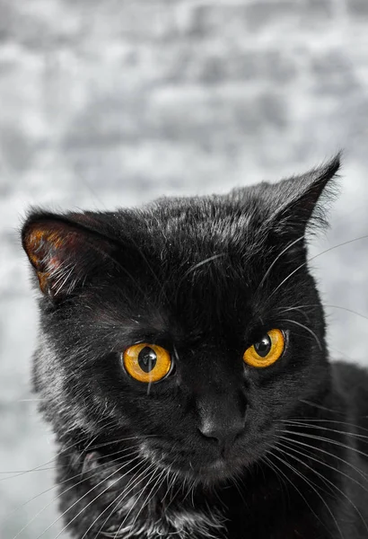 Portrait Black Cat Studio Gray Wall Background — Stock Photo, Image