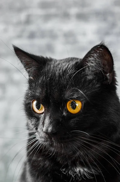 Porträt Einer Schwarzen Katze Atelier Auf Grauem Wandhintergrund — Stockfoto