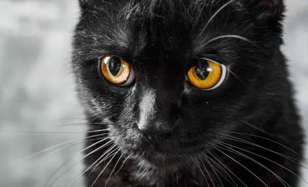 Porträt Einer Schwarzen Katze Atelier Auf Grauem Wandhintergrund — Stockfoto