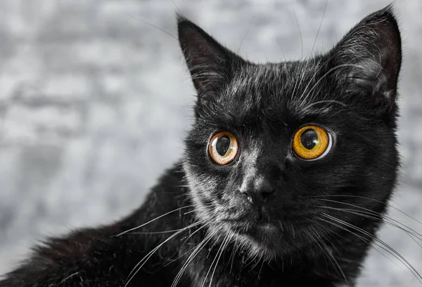 Porträt Einer Schwarzen Katze Atelier Auf Grauem Wandhintergrund — Stockfoto