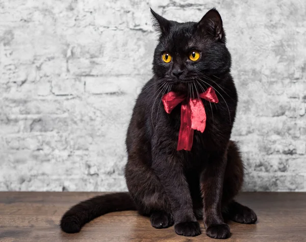 Retrato Gato Preto Estúdio Chão Madeira Fundo Parede Cinza — Fotografia de Stock