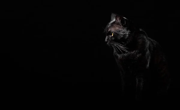 Retrato Gato Negro Estudio Sobre Fondo Pared Negro Con Espacio — Foto de Stock