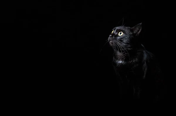 Retrato Gato Negro Estudio Sobre Fondo Pared Negro Con Espacio — Foto de Stock