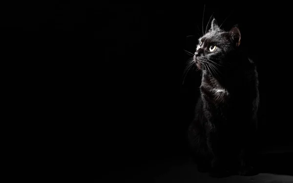 Портрет Черной Кошки Студии Фоне Черной Стены Копировальным Пространством — стоковое фото