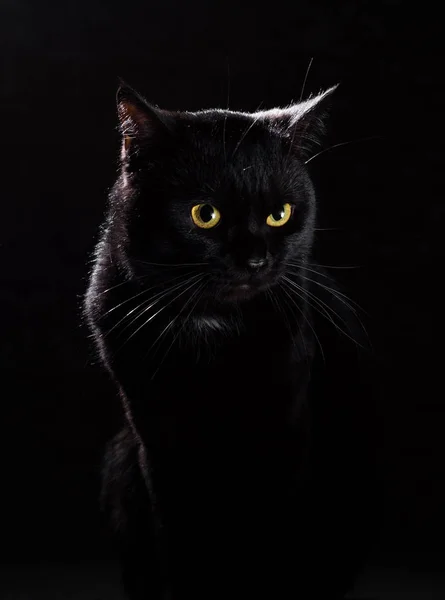 Portrét Černé Kočky Studiu Pozadí Černé Zdi — Stock fotografie