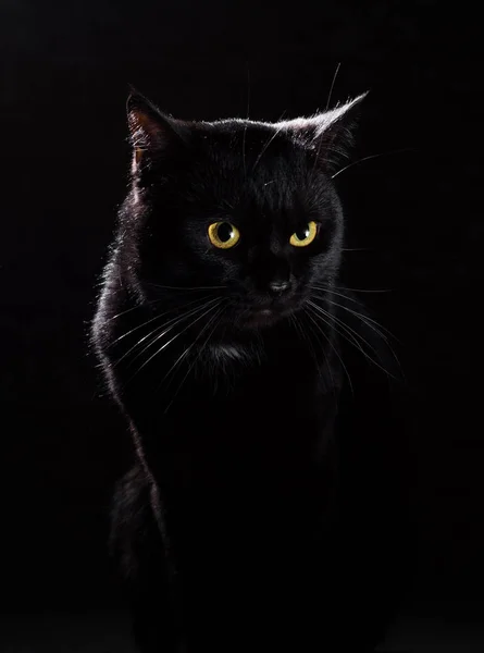 Portrait Black Cat Studio Black Wall Background — Stock Photo, Image