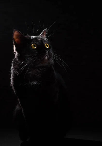 Porträt Einer Schwarzen Katze Studio Auf Schwarzem Wandhintergrund — Stockfoto