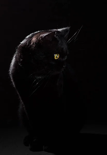 Retrato Gato Negro Estudio Sobre Fondo Pared Negro — Foto de Stock
