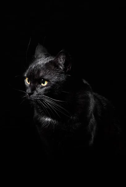 Portrait Black Cat Studio Black Wall Background — Stock Photo, Image