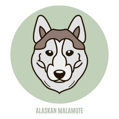 Alaskan Malamute portresi. Vektör çizim tarzı düz
