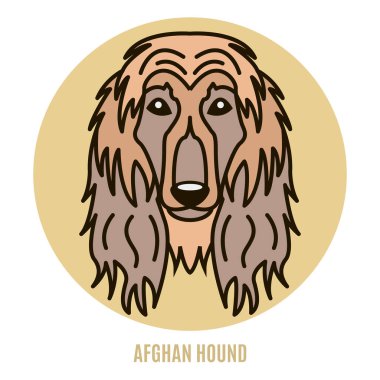 Afgan Tazısı portresi. Vektör çizim tarzı düz