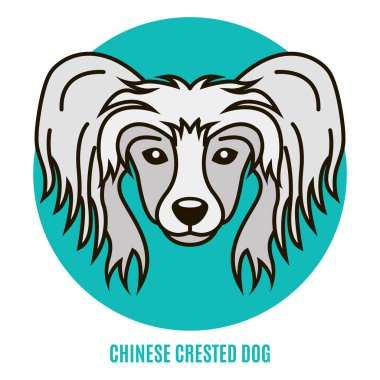 Çince Tepeli Köpek portresi