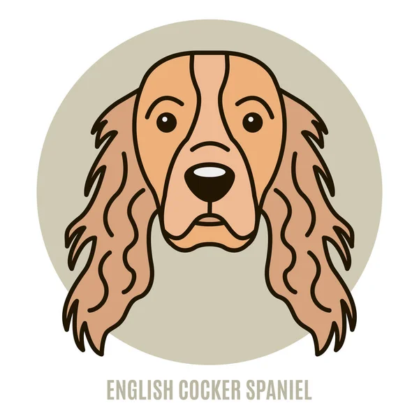 İngiliz cocker spaniel portresi 