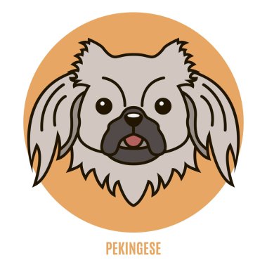 Pekingese portresi. Vektör çizim tarzı düz