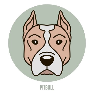 Pitbull portresi. Vektör çizim tarzı düz