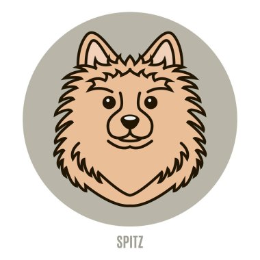 Spitz portresi. Vektör çizim tarzı düz