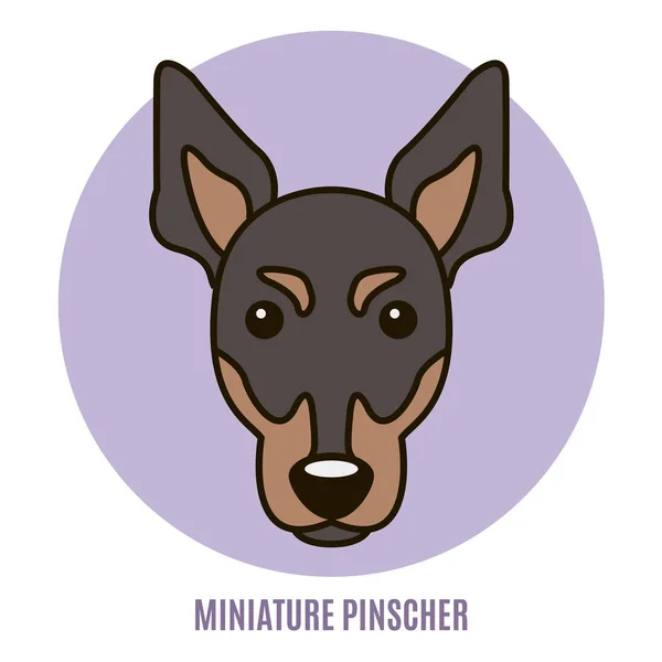 Portret Miniatura Pinscher Ilustracja Wektorowa Stylu Mieszkania — Wektor stockowy