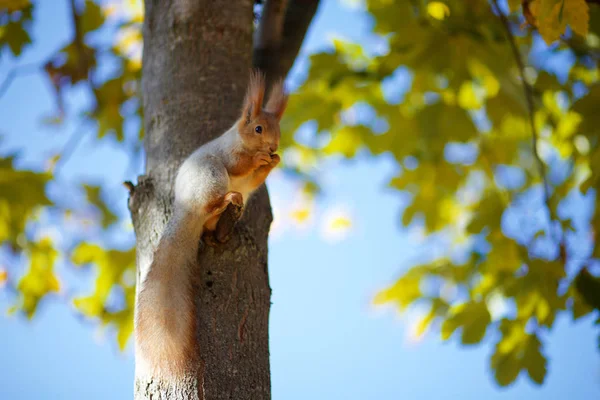 Eichhörnchen auf dem Baum — Stockfoto