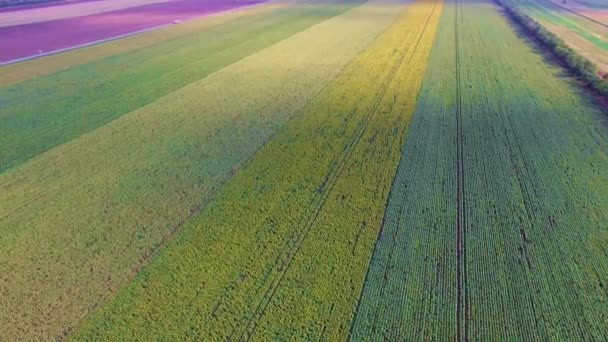 Flying over a Sunflower field — Stock Video