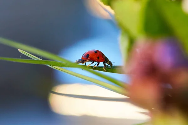 Beruška v zeleném listu. — Stock fotografie