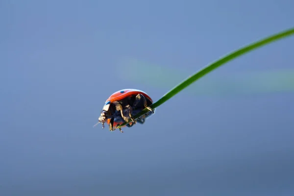 Coccinelle dans la feuille verte . — Photo